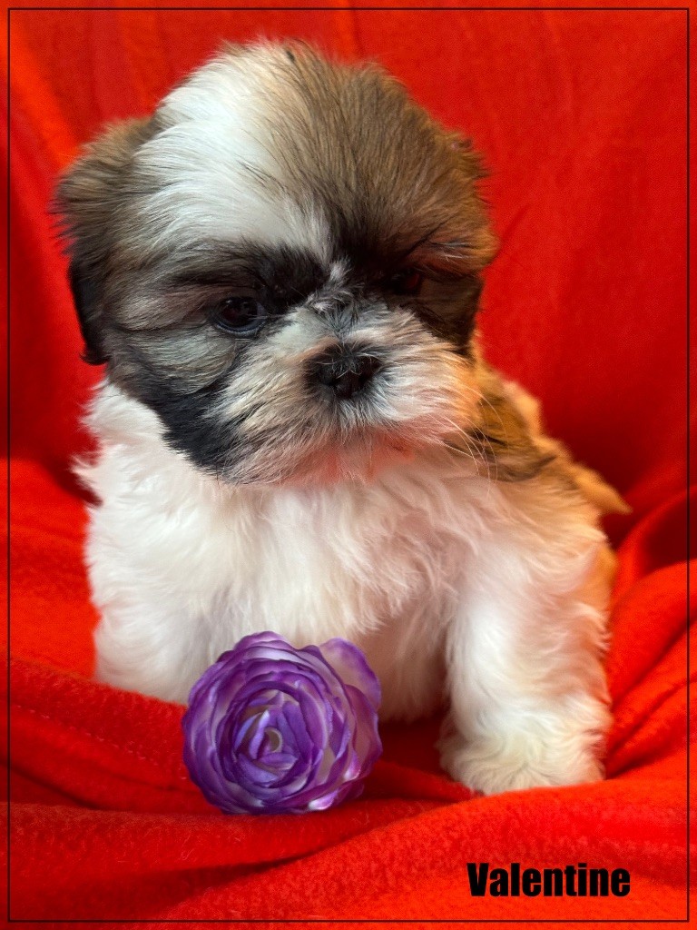 of Kieu Temple - Chiot disponible  - Shih Tzu