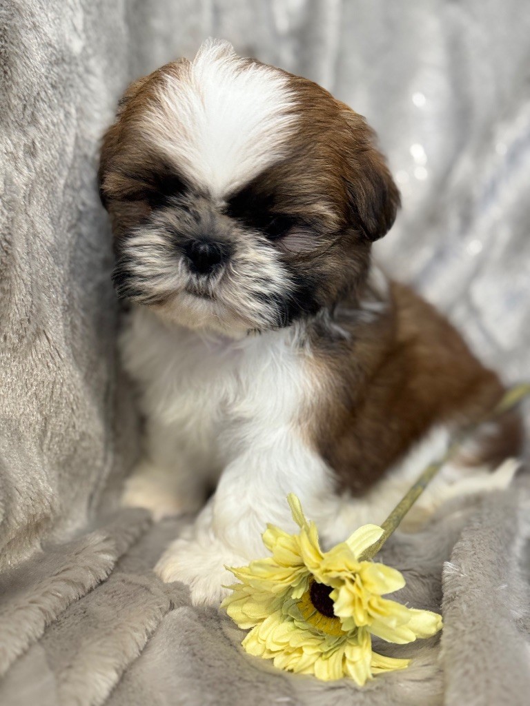 of Kieu Temple - Chiot disponible  - Shih Tzu