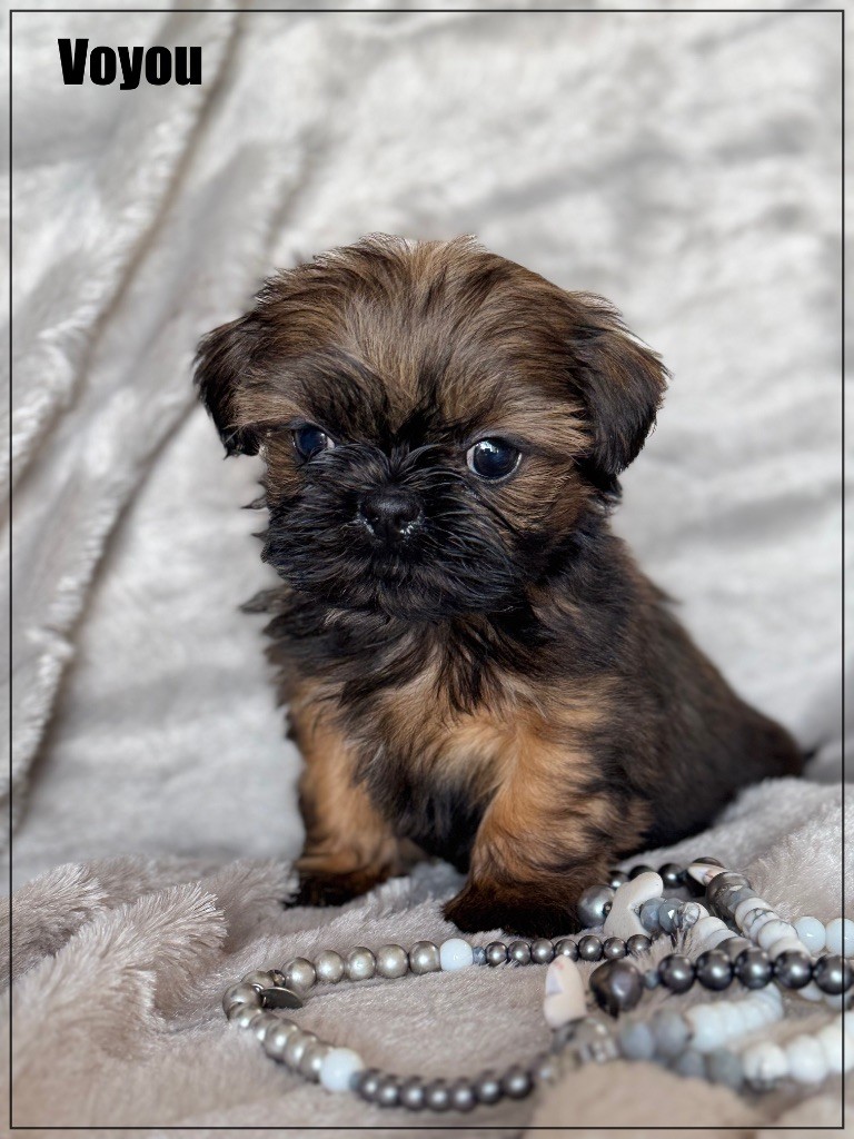 of Kieu Temple - Chiot disponible  - Shih Tzu