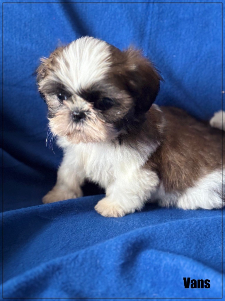 of Kieu Temple - Chiot disponible  - Shih Tzu