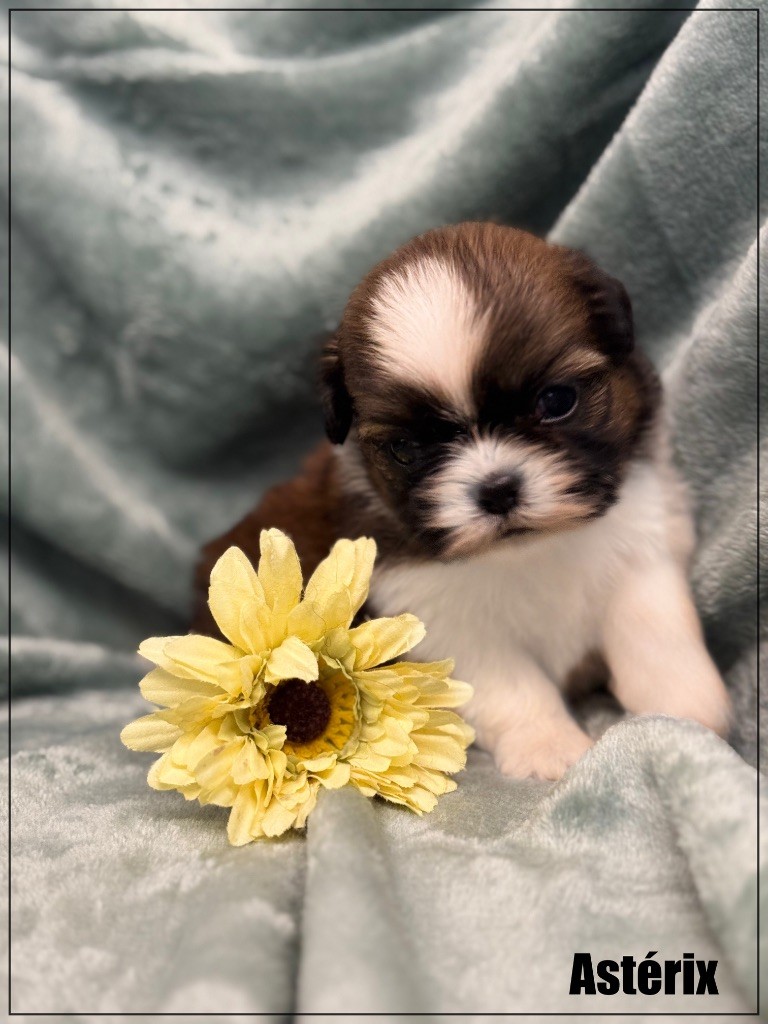 of Kieu Temple - Chiot disponible  - Shih Tzu