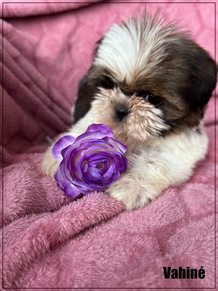 of Kieu Temple - Chiot disponible  - Shih Tzu