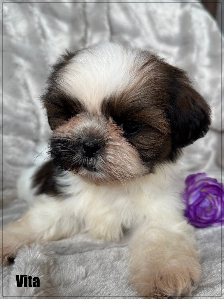 of Kieu Temple - Chiot disponible  - Shih Tzu