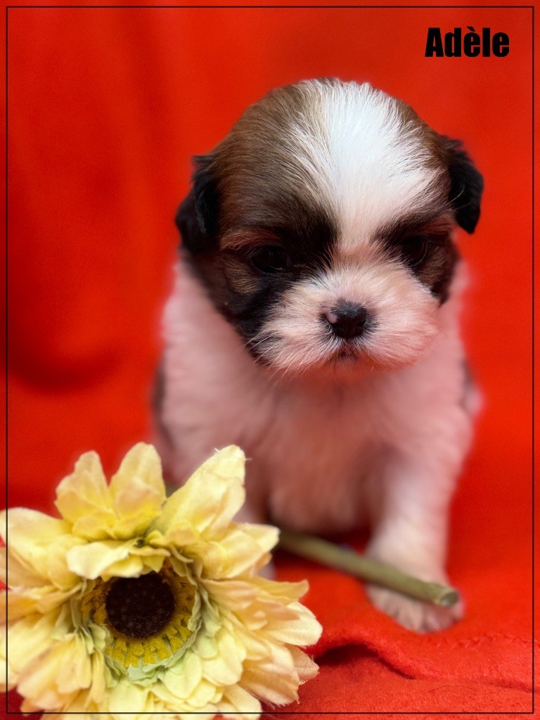 of Kieu Temple - Chiot disponible  - Shih Tzu