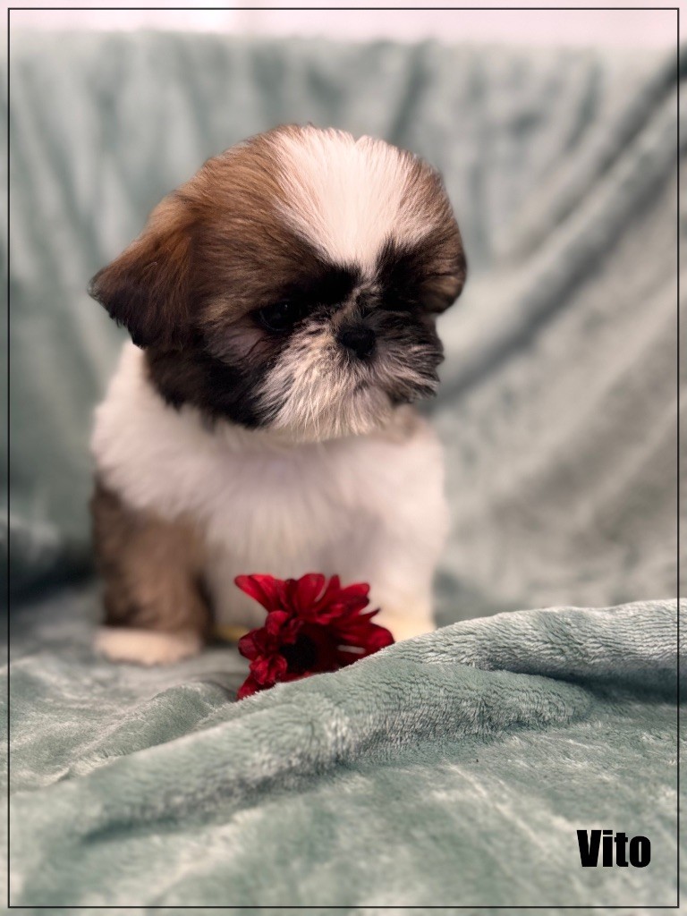 of Kieu Temple - Chiot disponible  - Shih Tzu