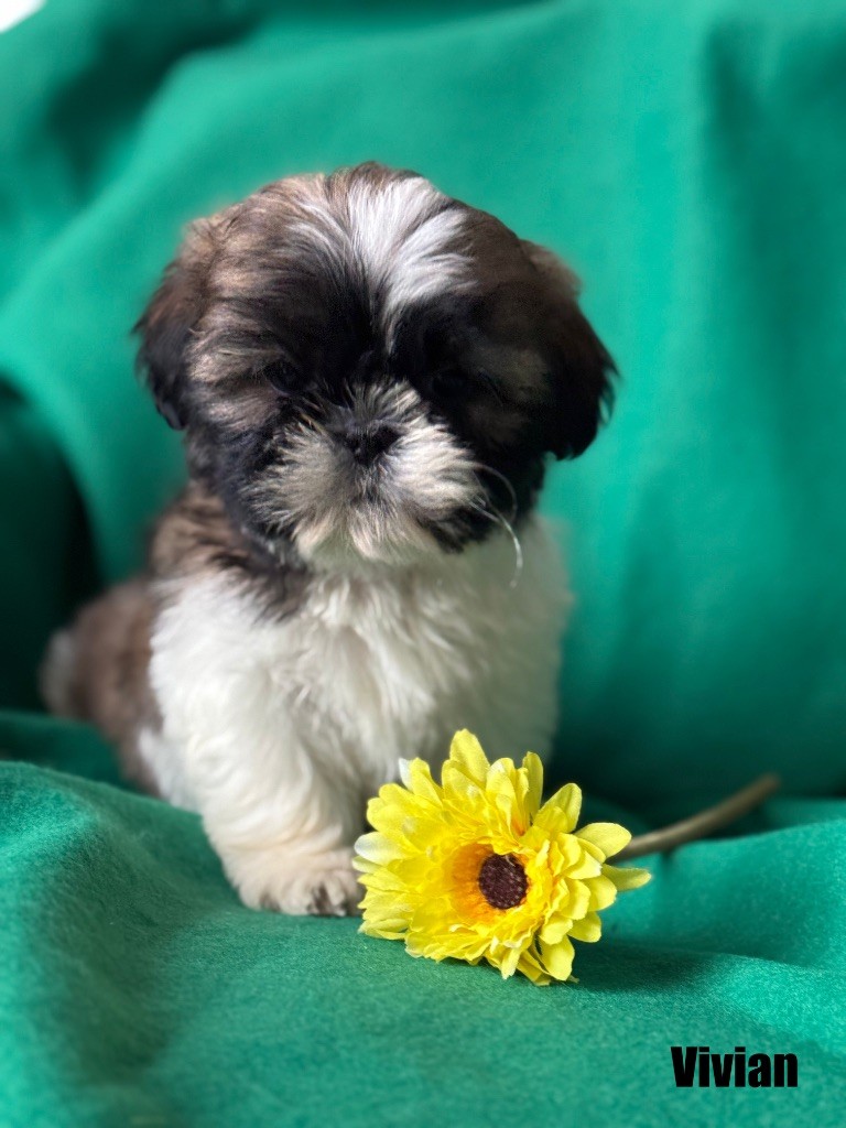 of Kieu Temple - Chiot disponible  - Shih Tzu