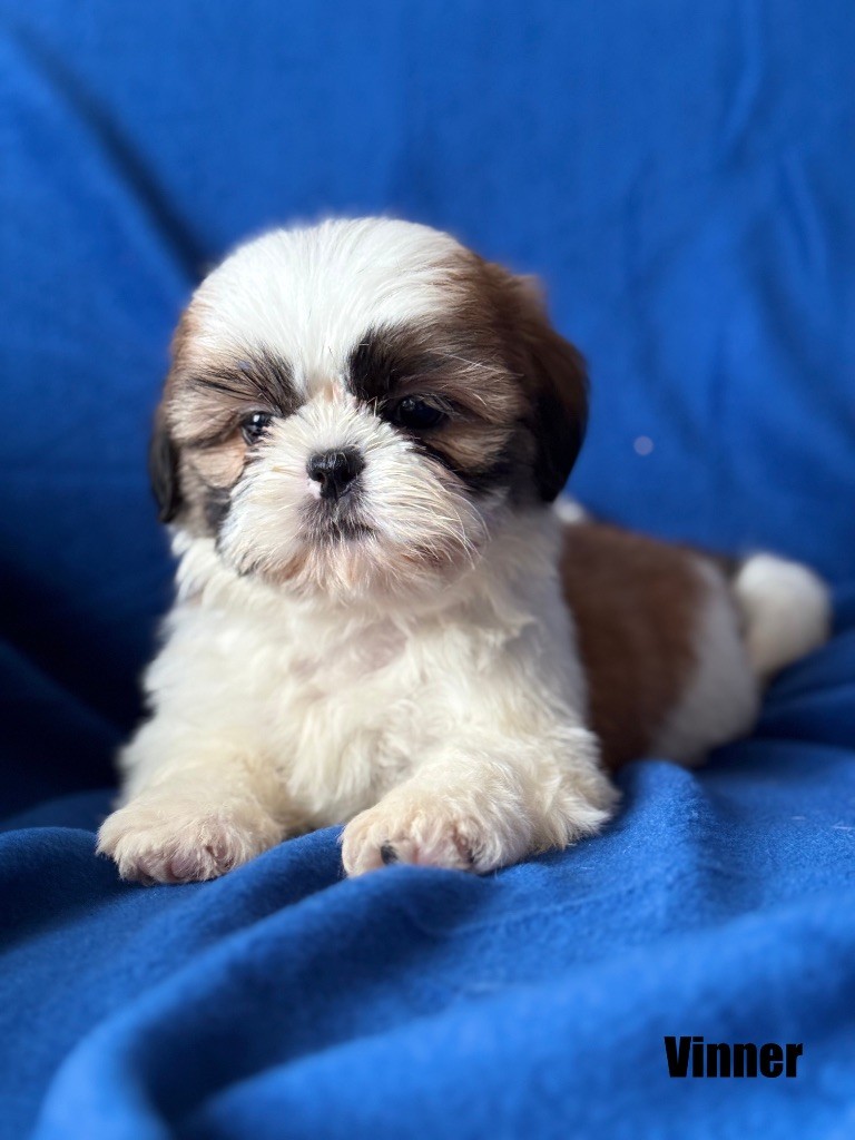 of Kieu Temple - Chiot disponible  - Shih Tzu