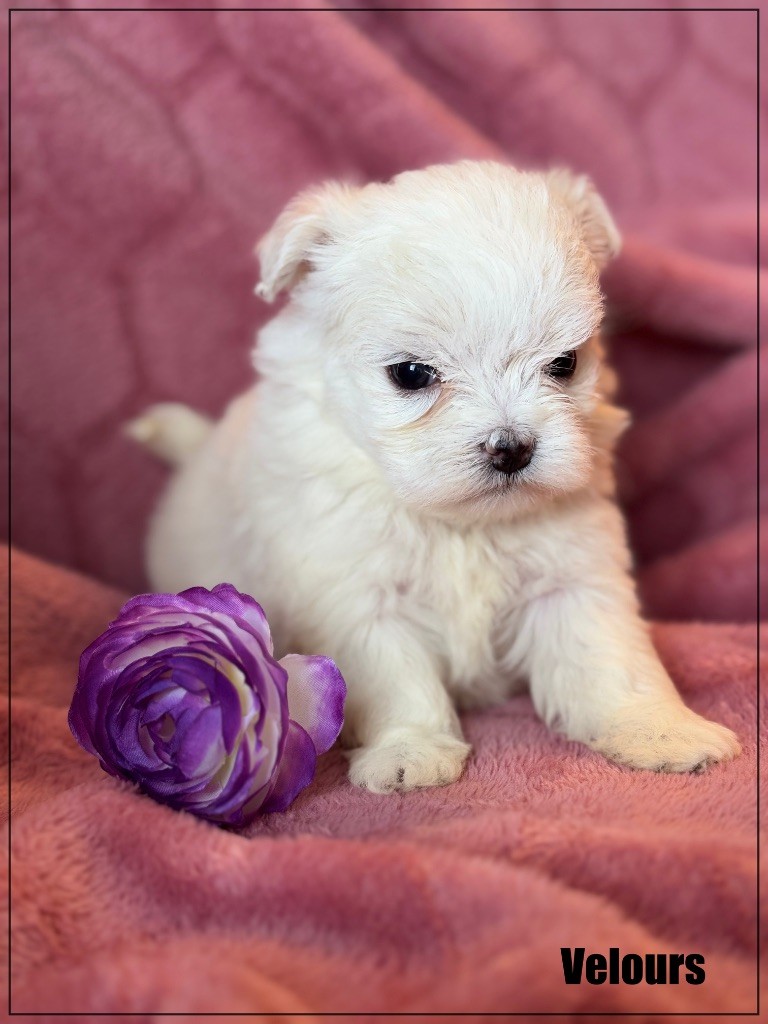 chiot Bichon maltais of Kieu Temple