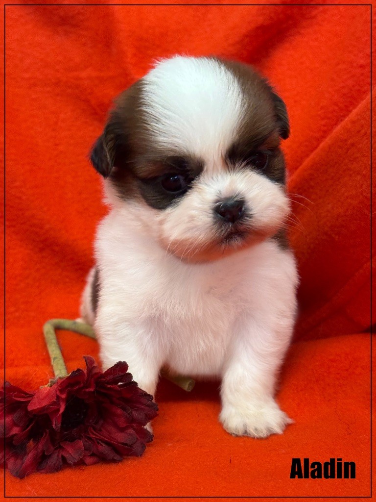 of Kieu Temple - Chiot disponible  - Shih Tzu