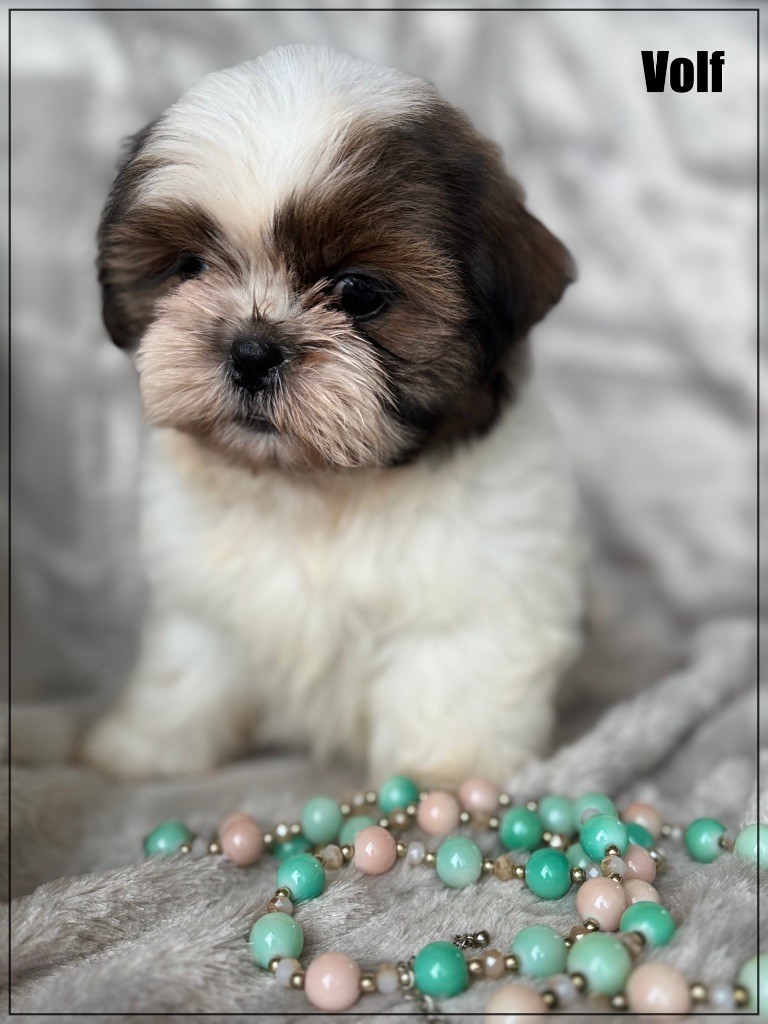 of Kieu Temple - Chiot disponible  - Shih Tzu