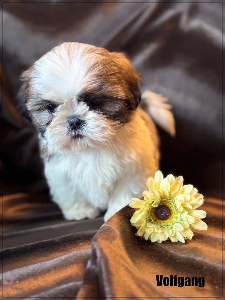 of Kieu Temple - Chiot disponible  - Shih Tzu