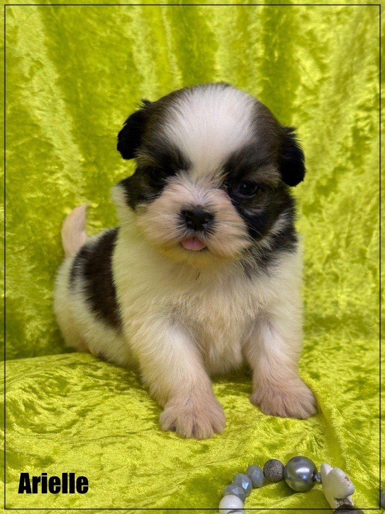 of Kieu Temple - Chiot disponible  - Shih Tzu