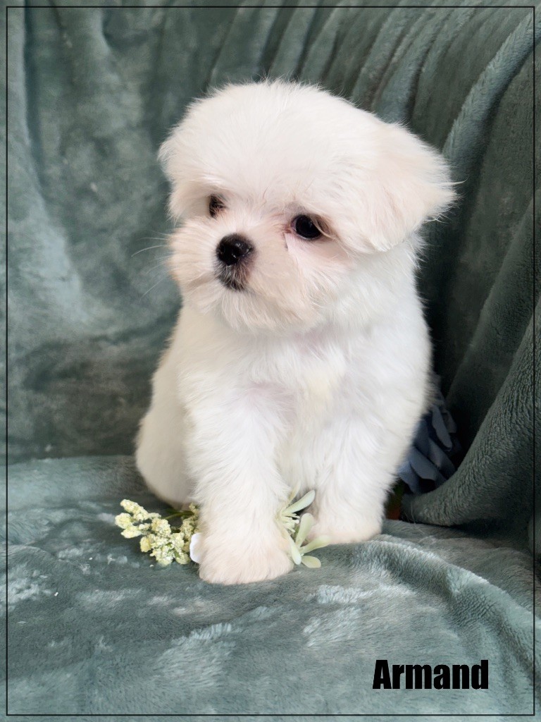 of Kieu Temple - Chiots disponibles - Bichon maltais