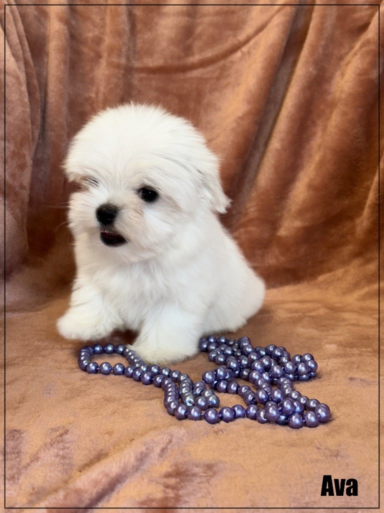 of Kieu Temple - Chiots disponibles - Bichon maltais