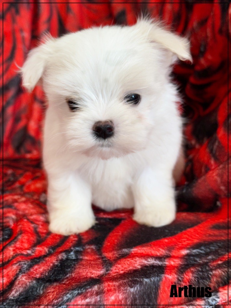 of Kieu Temple - Chiots disponibles - Bichon maltais