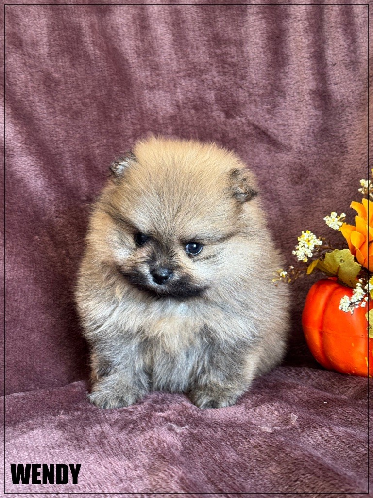 of Kieu Temple - Chiots disponibles - Spitz allemand