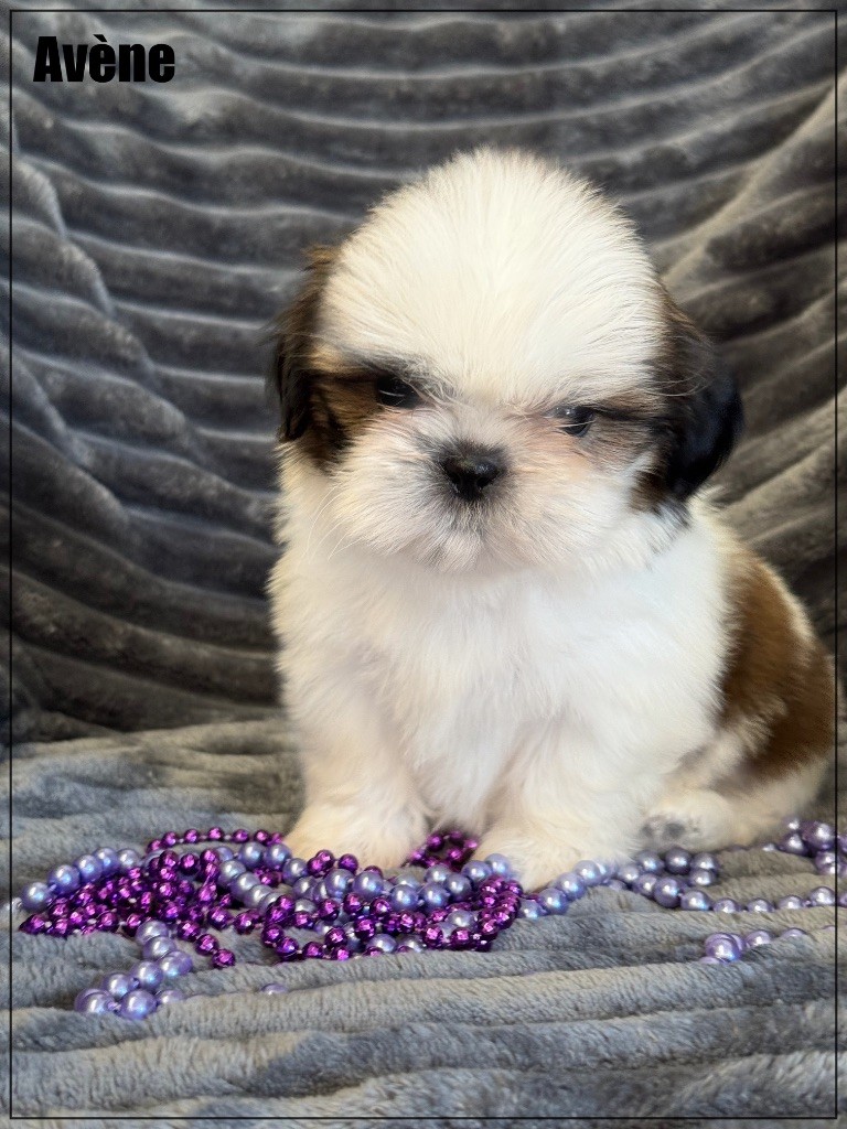 of Kieu Temple - Chiots disponibles - Shih Tzu
