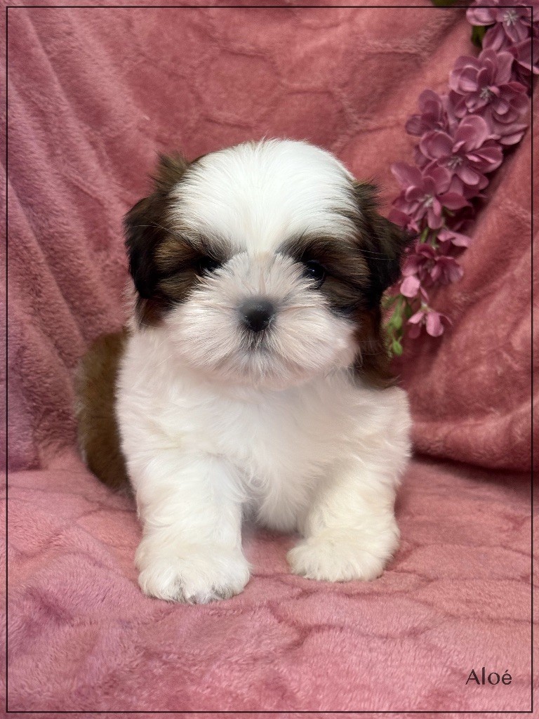 of Kieu Temple - Chiots disponibles - Shih Tzu