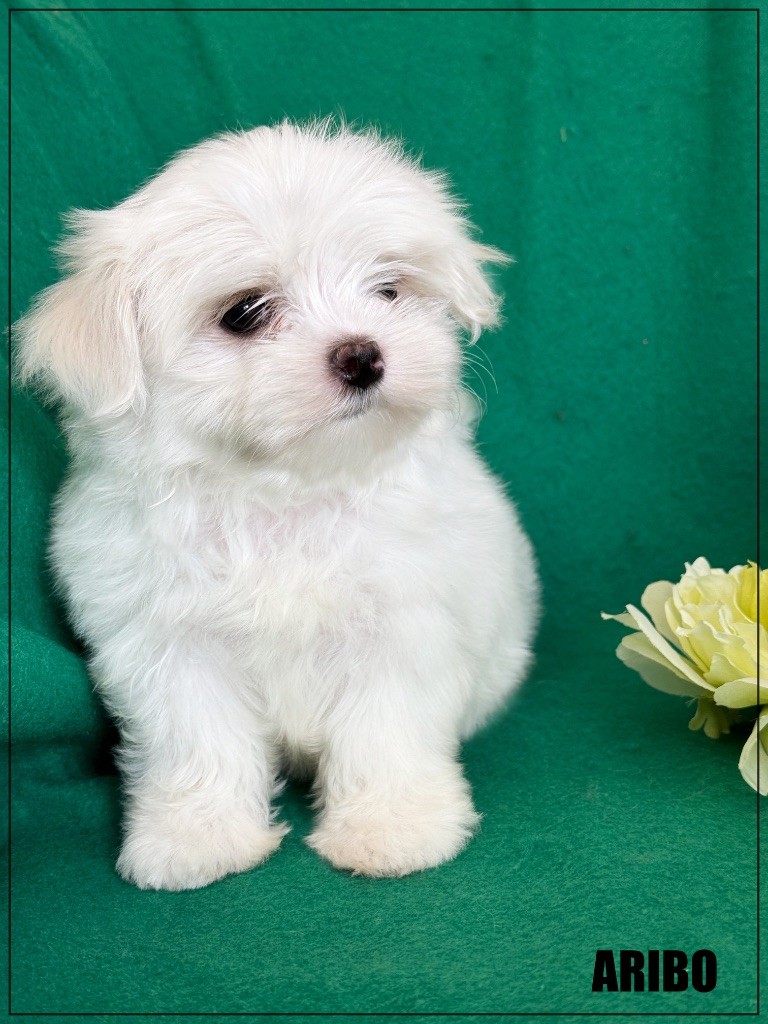 of Kieu Temple - Chiots disponibles - Bichon maltais