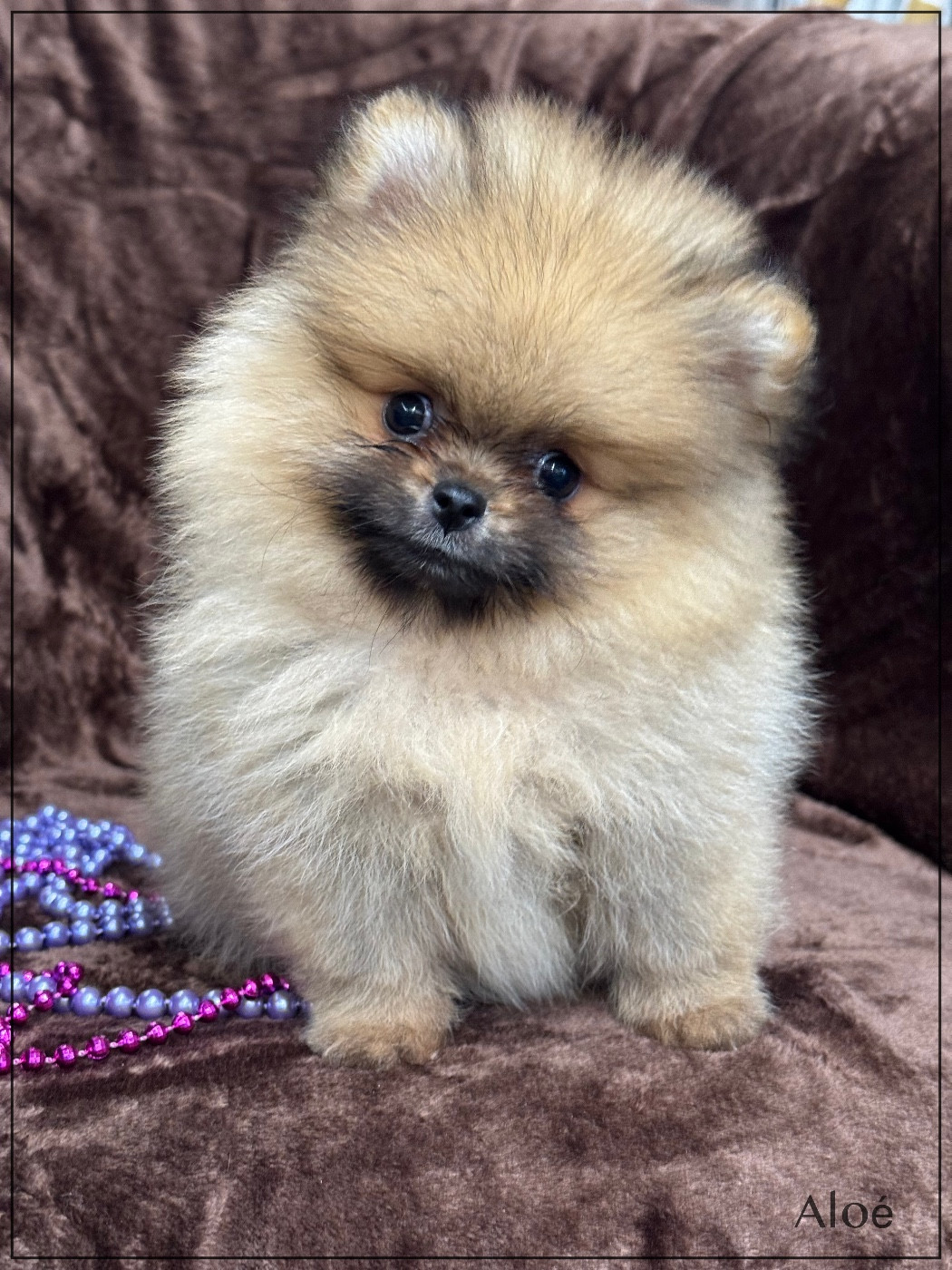 of Kieu Temple - Spitz allemand - Portée née le 14/10/2025