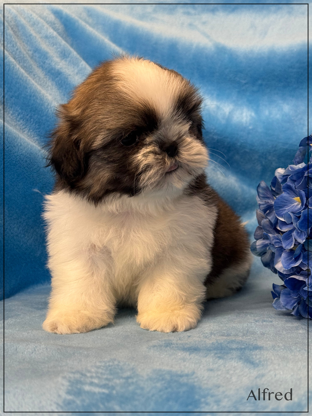 of Kieu Temple - Chiots disponibles - Shih Tzu