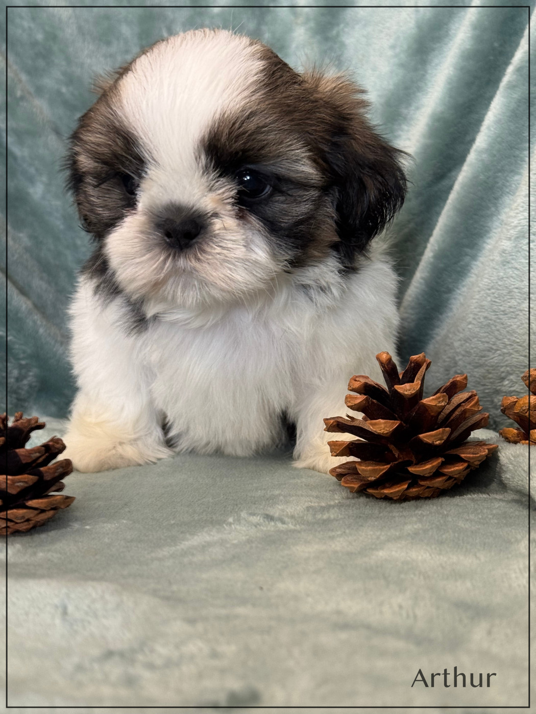 of Kieu Temple - Chiots disponibles - Shih Tzu