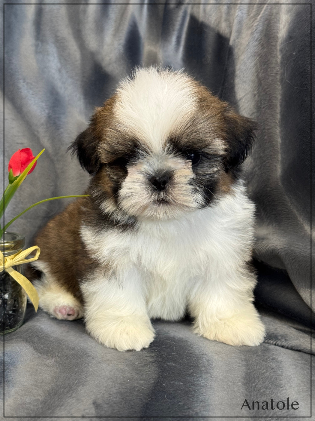 of Kieu Temple - Chiots disponibles - Shih Tzu