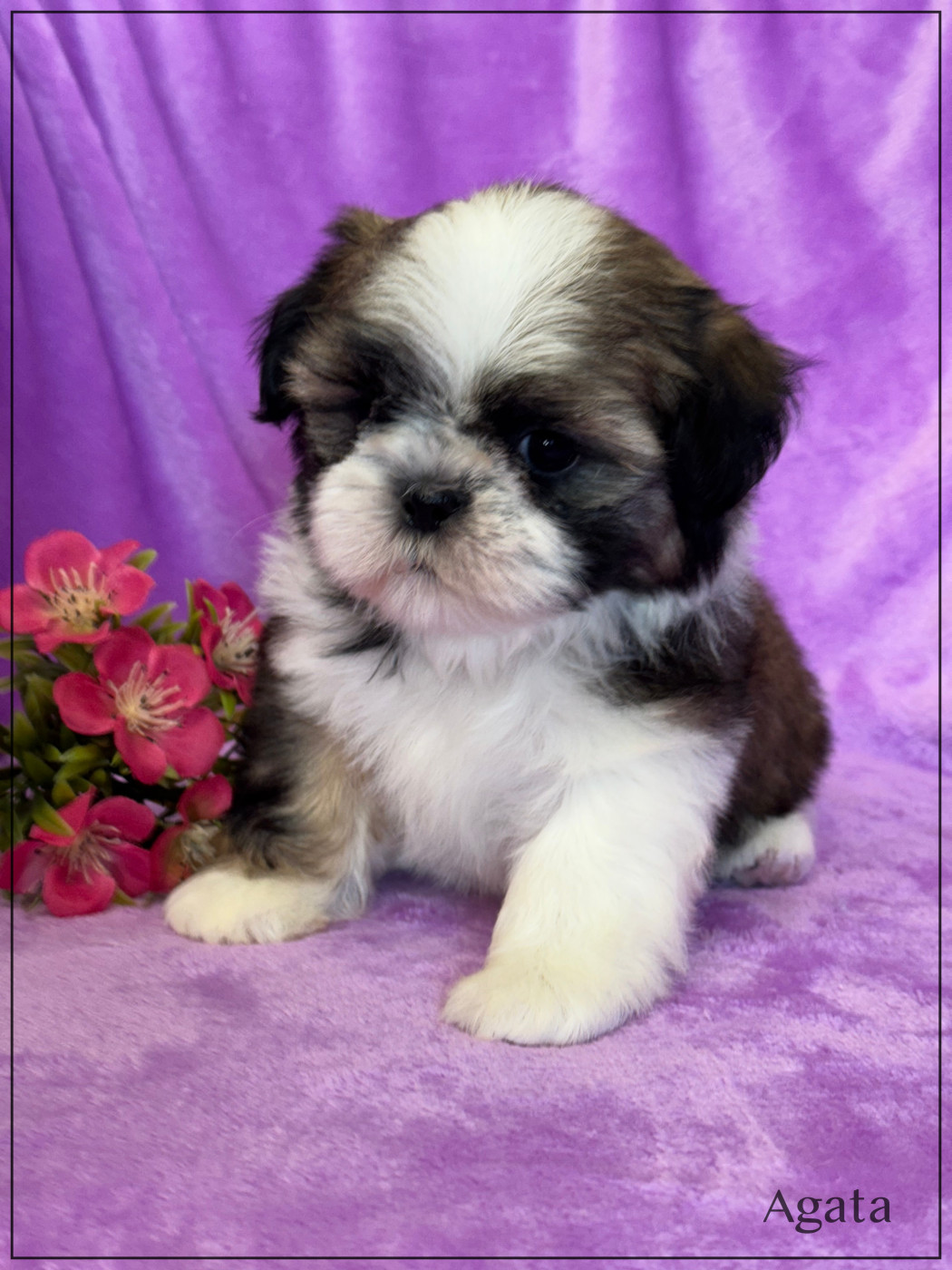 of Kieu Temple - Chiots disponibles - Shih Tzu