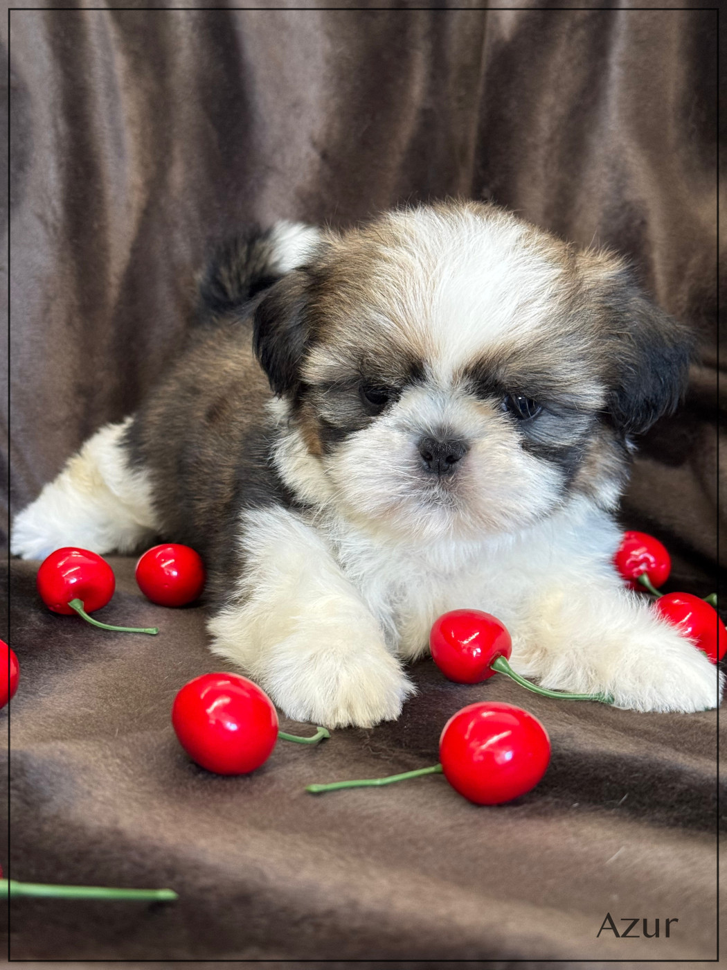 of Kieu Temple - Chiots disponibles - Shih Tzu