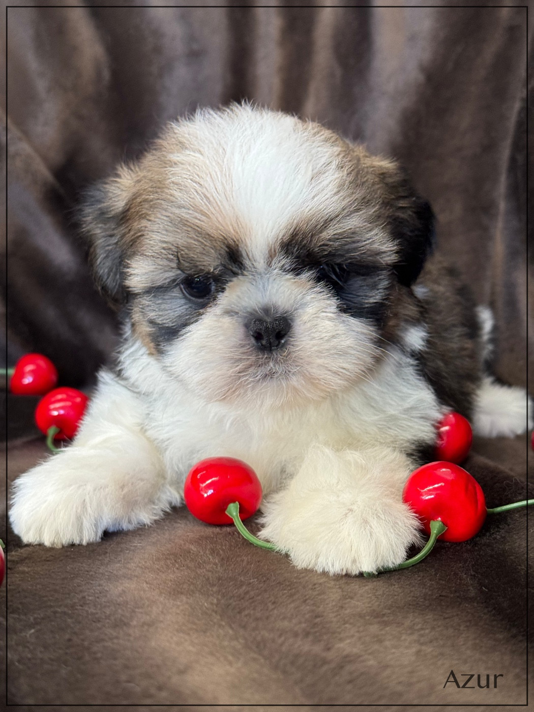 Chiot Shih Tzu of Kieu Temple