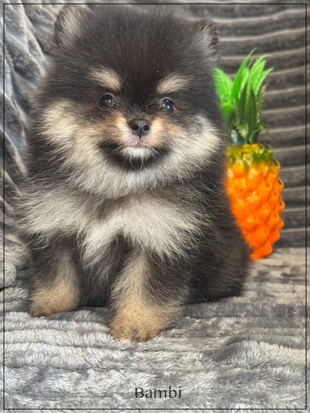 of Kieu Temple - Spitz allemand - Portée née le 17/01/2026