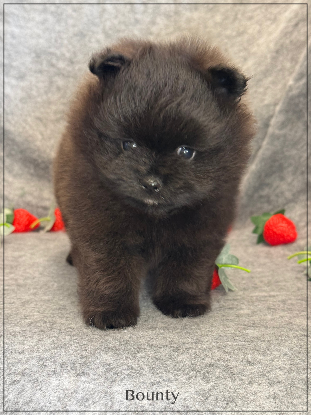 of Kieu Temple - Spitz allemand - Portée née le 22/01/2026