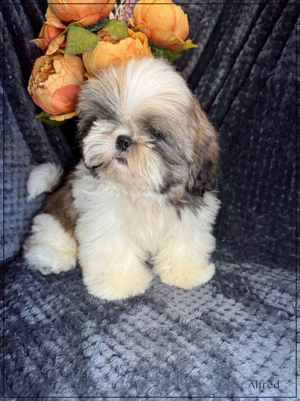 of Kieu Temple - Chiots disponibles - Shih Tzu