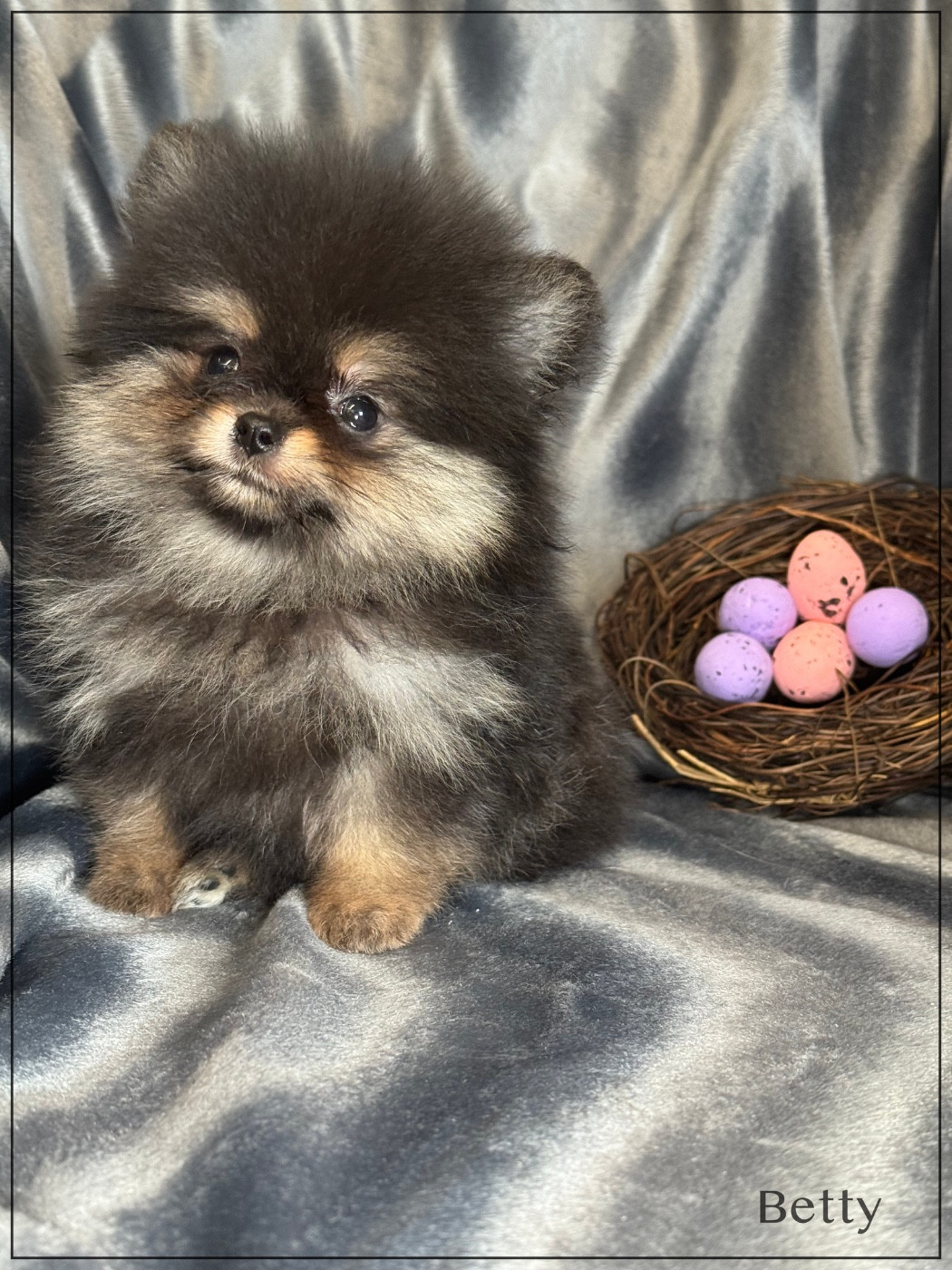 of Kieu Temple - Chiots disponibles - Spitz allemand