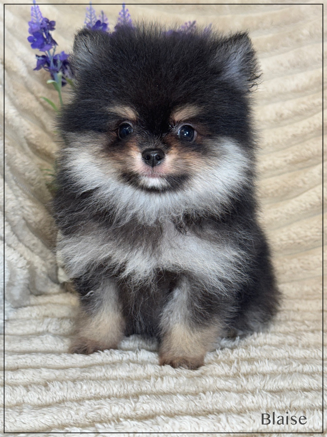 of Kieu Temple - Chiots disponibles - Spitz allemand