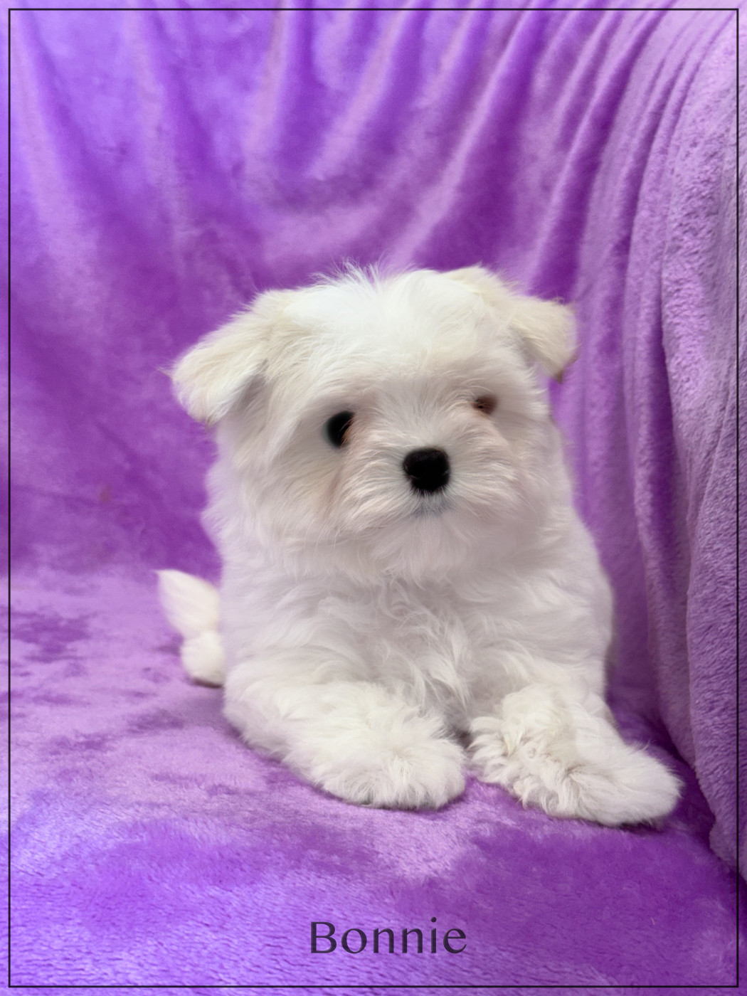 of Kieu Temple - Chiots disponibles - Bichon maltais