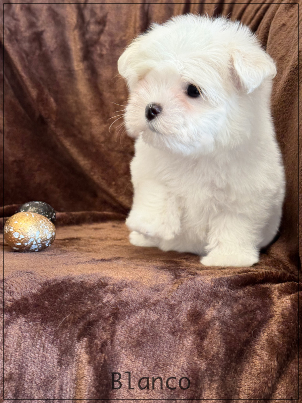 of Kieu Temple - Chiots disponibles - Bichon maltais