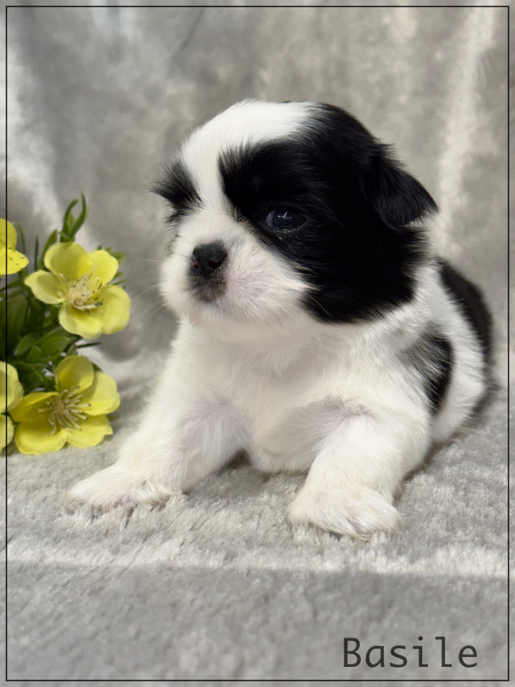 Chiot Shih Tzu of Kieu Temple