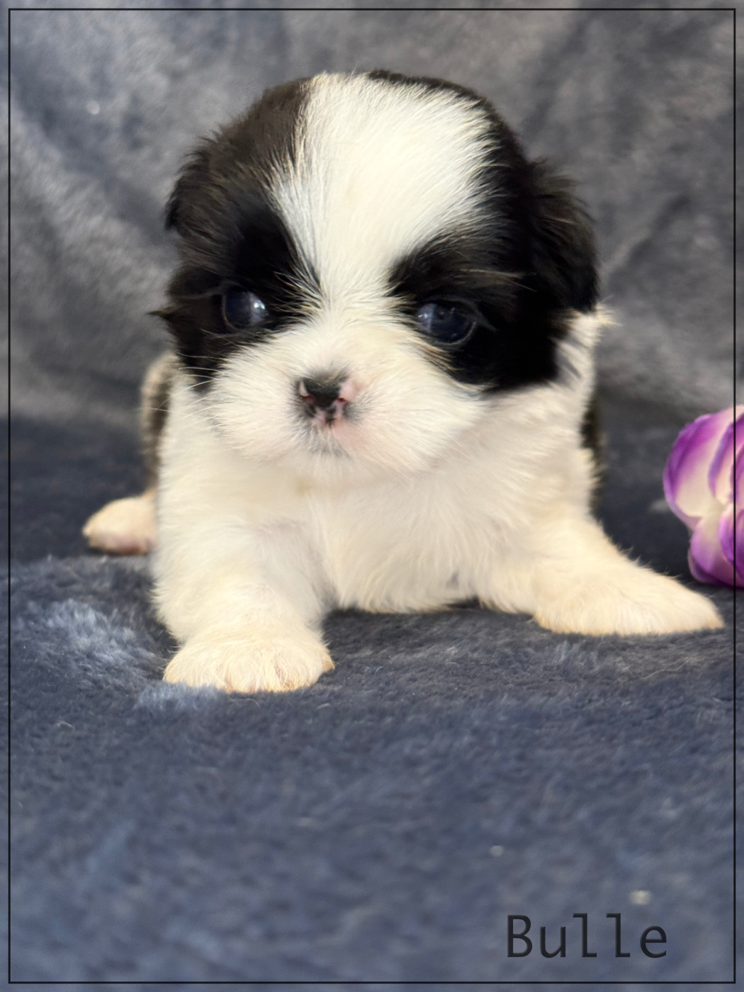 of Kieu Temple - Chiots disponibles - Shih Tzu