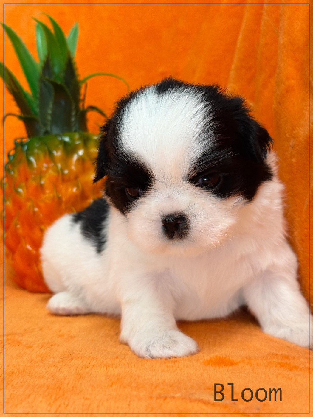 of Kieu Temple - Chiots disponibles - Shih Tzu