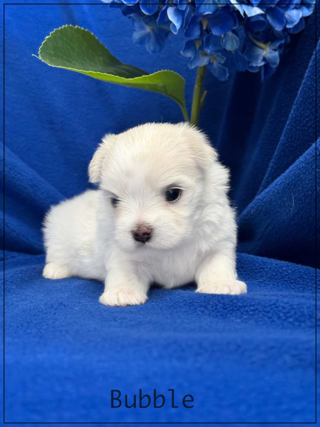 of Kieu Temple - Chiots disponibles - Bichon maltais