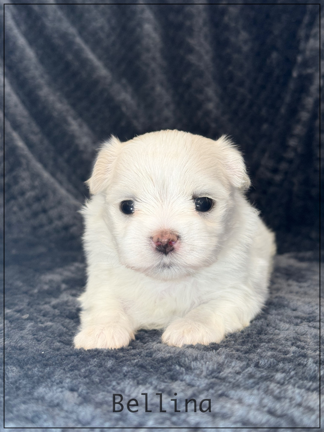 of Kieu Temple - Chiots disponibles - Bichon maltais