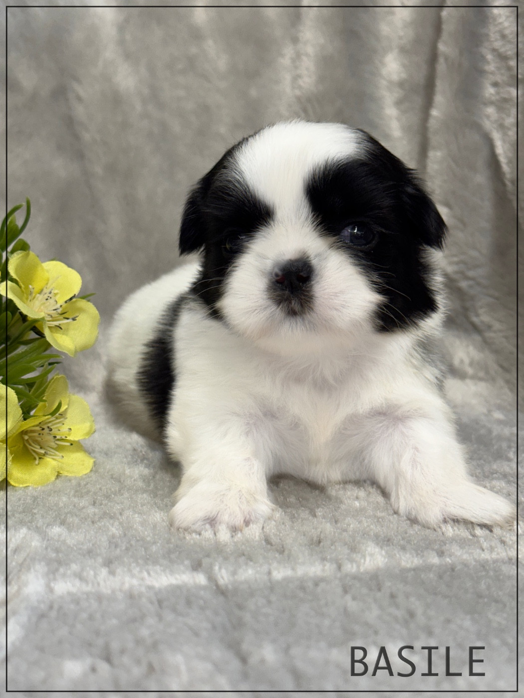 of Kieu Temple - Chiots disponibles - Shih Tzu