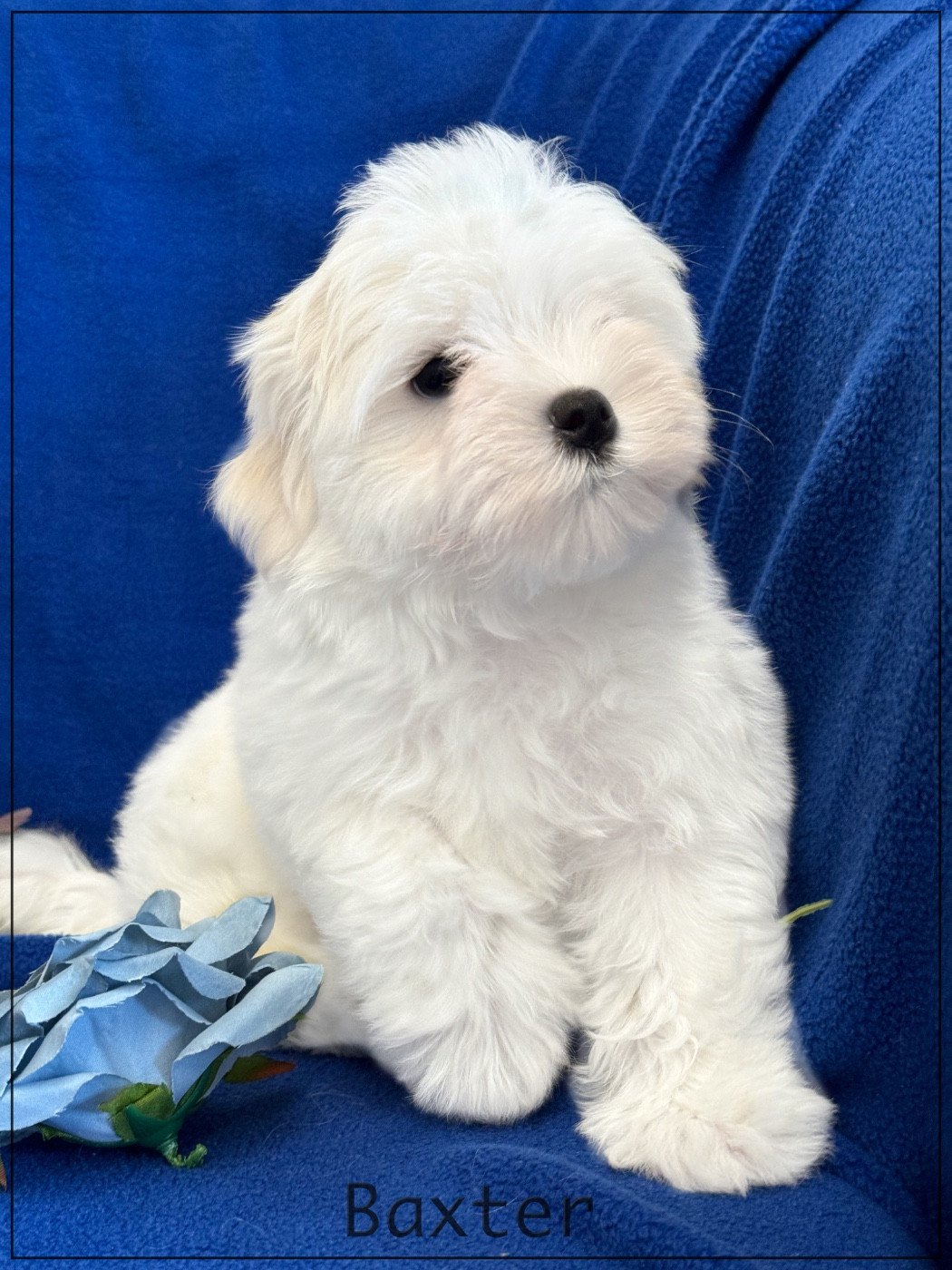 of Kieu Temple - Chiots disponibles - Bichon maltais