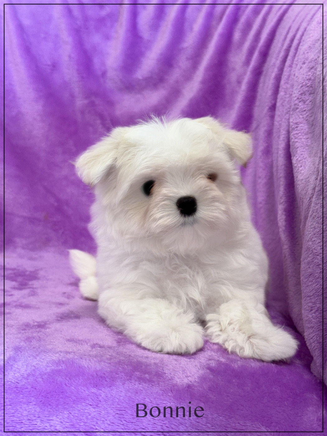 of Kieu Temple - Chiots disponibles - Bichon maltais