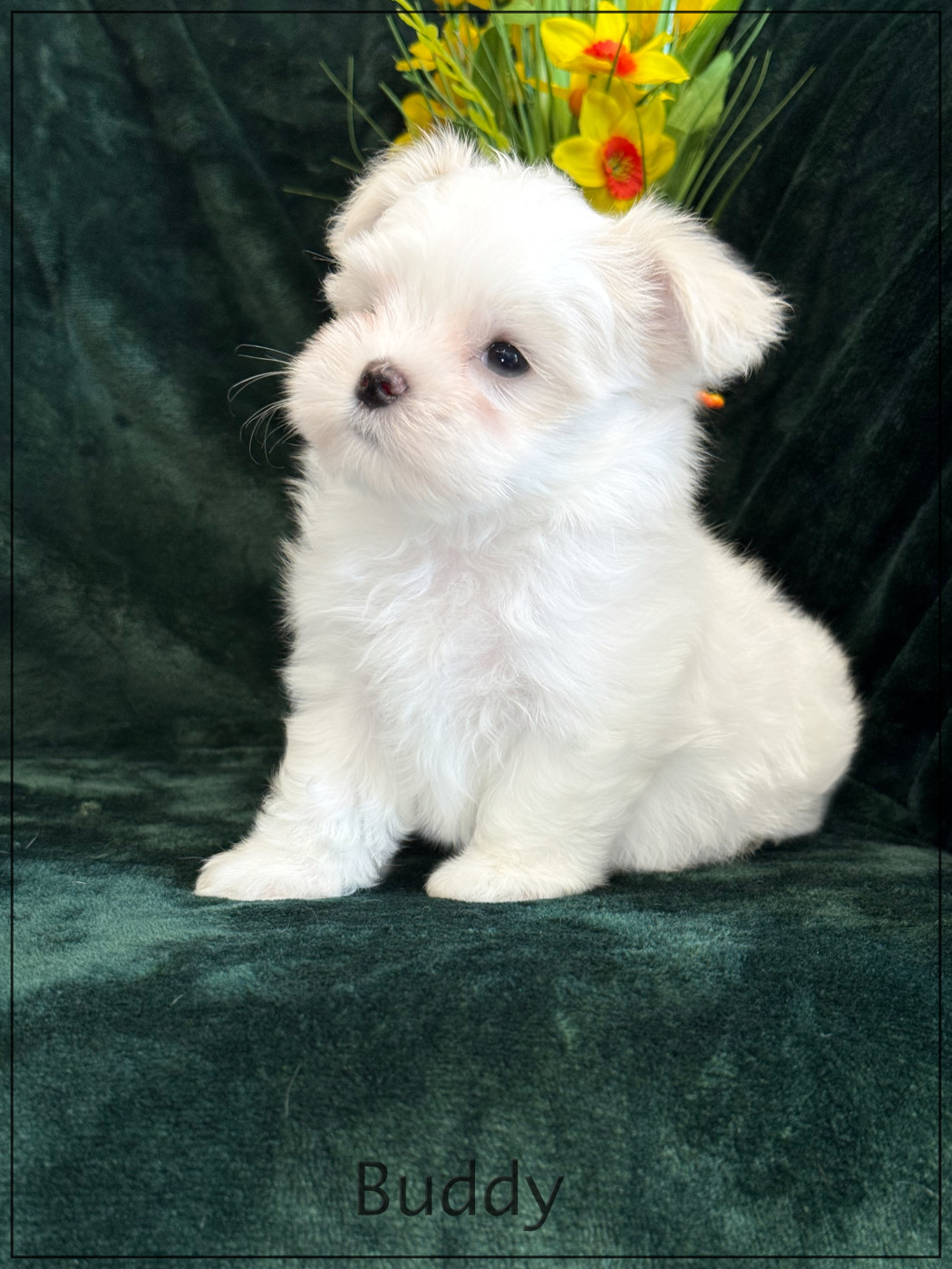of Kieu Temple - Chiots disponibles - Bichon maltais
