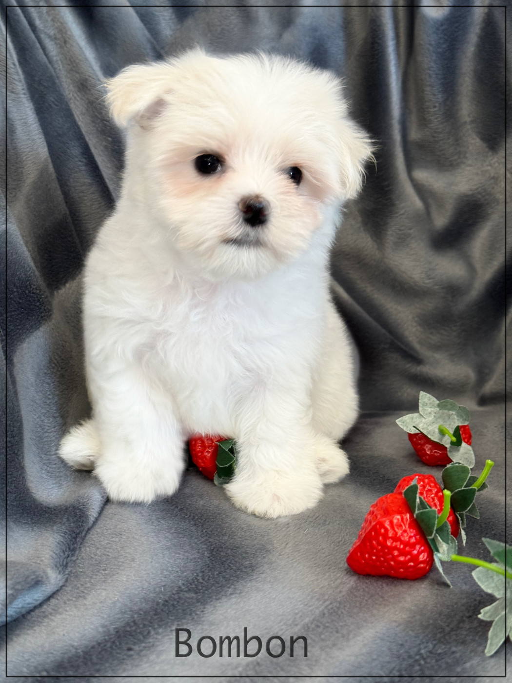 of Kieu Temple - Chiots disponibles - Bichon maltais