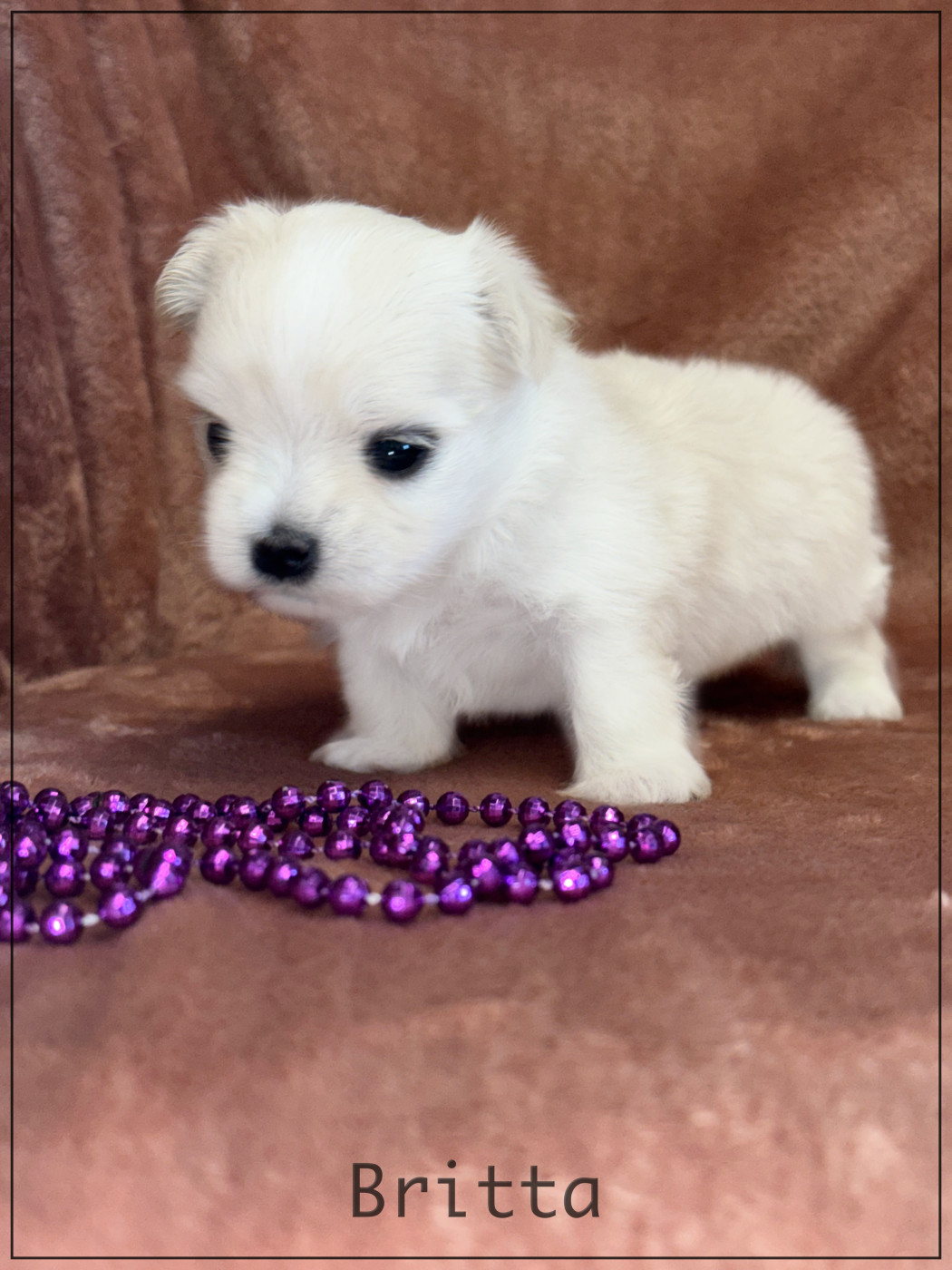 Chiot Bichon maltais of Kieu Temple