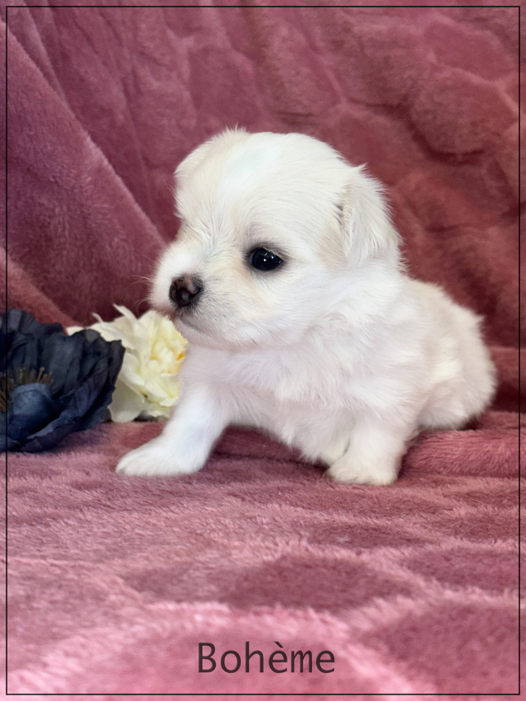 of Kieu Temple - Chiots disponibles - Bichon maltais