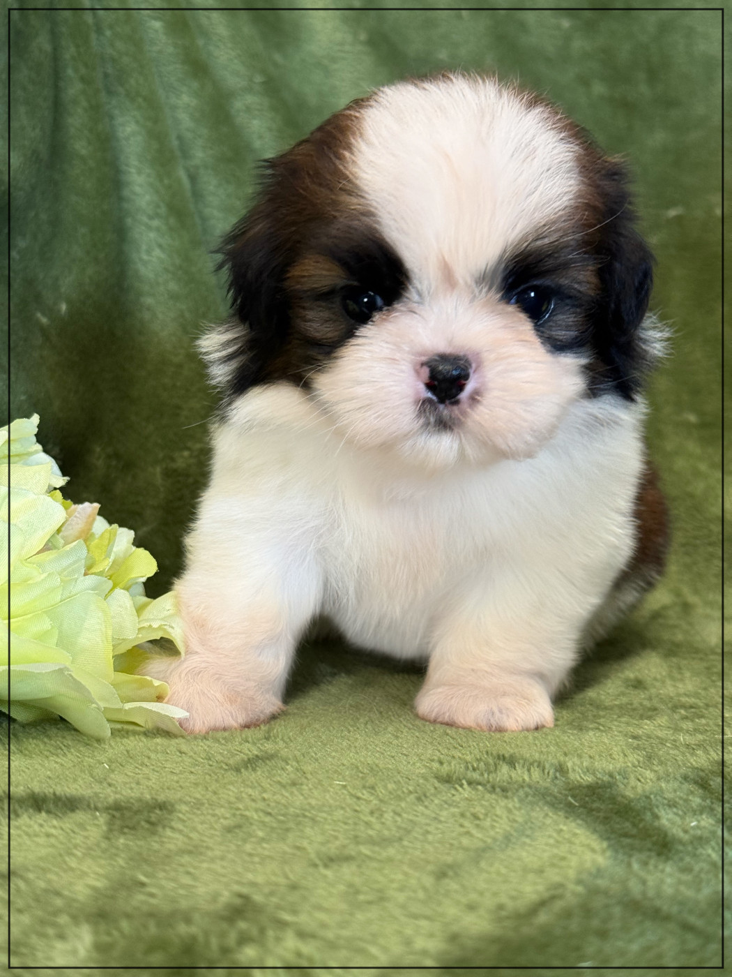 Chiot Shih Tzu of Kieu Temple